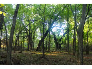 Tract 7 - Stillwater, OK farmland - EXCITING LAND AUCTION! - 128 +/- ACRES OFFERED IN 7 TRACTS OFF HIGHWAY 51 IN STILLWATER, OKLAHOMA